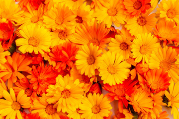 Many marigold flowers as an orange background. Calendula officinalis, the pot marigold, ruddles, common marigold or Scotch marigold.