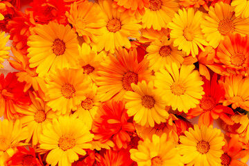 Calendula is a joyful flower. Yellow and orange calendula flowers as a background.