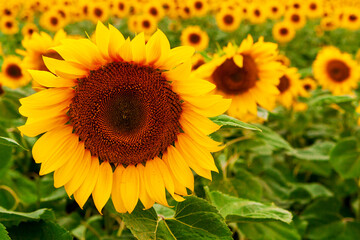 Beautiful sunflower flower on the background of a sunflower field. Sunflower agriculture.