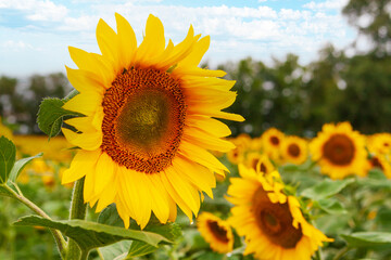 Sunflower agriculture. Beautiful sunflower flower on the background of a sunflower field. Vegetable oil.