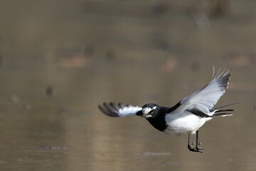 seagull in flight