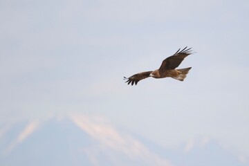 eagle in flight