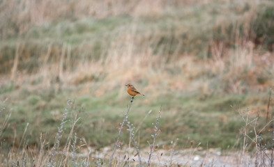a male stonechat (Saxicola rubicola) perched on a tall winter flower stalk in a meadow, Salisbury Plain chalklands, Wiltshire UK