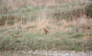 a male stonechat (Saxicola rubicola) perched on a tall winter flower stalk in a meadow, Salisbury Plain chalklands, Wiltshire UK
