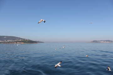 Gull