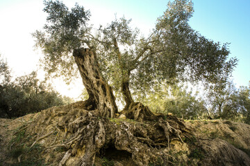 Ancient olive tree in the Guadalest Valley