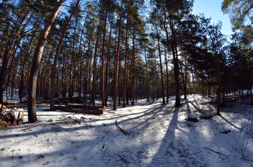 Snow-covered winter forest. Frosty day in a pine forest