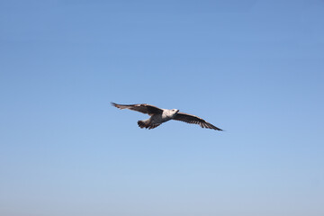 Obraz premium Gull