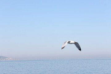 Gull