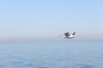 Gull