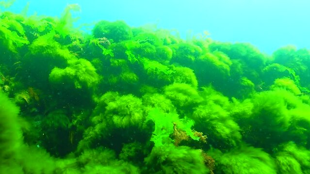 Black Sea green and red algae (Enteromorpha, Ulva, Ceramium, Polisiphonia, Cladophora) in the Black Sea