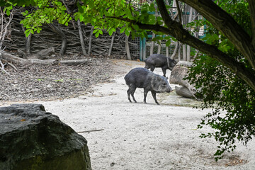 Der Tiergarten Schönbrunn im Park des Schlosses Schönbrunn im 13. Wiener Gemeindebezirk Hietzing wurde 1752 von den Habsburgern gegründet und ist der älteste noch bestehende Zoo der Welt. Direktor des