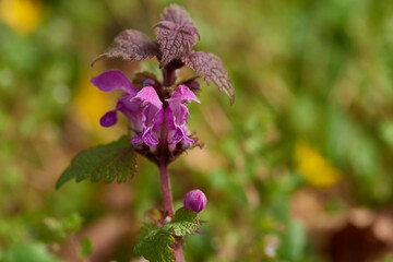 Purpurrote Taubnessel - Lamium purpureum (Lamiaceae)	