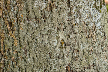 Textura corteza árboles