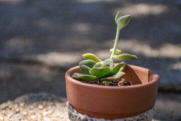 Suculentas en maceta 