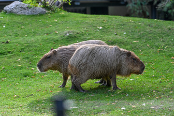 Der Tiergarten Schönbrunn im Park des Schlosses Schönbrunn im 13. Wiener Gemeindebezirk Hietzing wurde 1752 von den Habsburgern gegründet und ist der älteste noch bestehende Zoo der Welt. Direktor des
