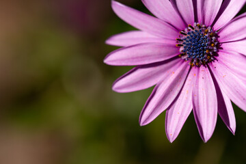 Macro background photo of Osteospermum fruticosum flower, also known as African chamomile. Purple daisy has dark blue stamens in selective focus. Spring, renewal, reproduction concept.