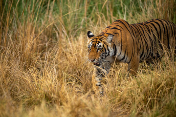 Plakat Wild bengal female tiger or tigress closeup in prowl and natural scenic background at ranthambore national park or tiger reserve rajasthan india - panthera tigris tigris