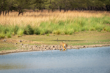 Fototapeta premium Wild bengal female tiger or tigress on walking in rajbagh lake water natural scenic landscape background at ranthambore national park or tiger reserve rajasthan india - panthera tigris tigris