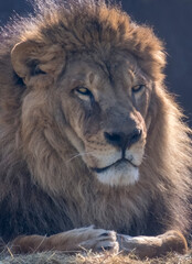 portrait of an adult male lion against a black fence. Sunny weather. Winter day. a light vetech flutters the mane.