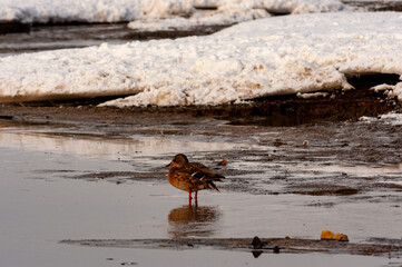 Ducks in early spring on the waterfront!