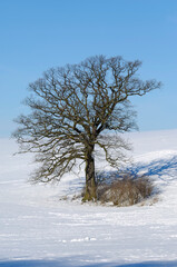 Fototapeta na wymiar Tree on hill at winter