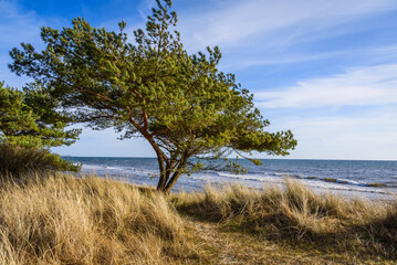 Fototapeta na wymiar Beddinge Strandhed is a nature reserve and a beach located in Southern Skåne in Sweden