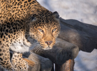 portrait. a young female leopard is very beautiful. look to the camera. Sunny winter day.