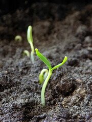 Tender sprouts of sweet pepper seedlings