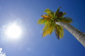 Top of palm tree in the beach