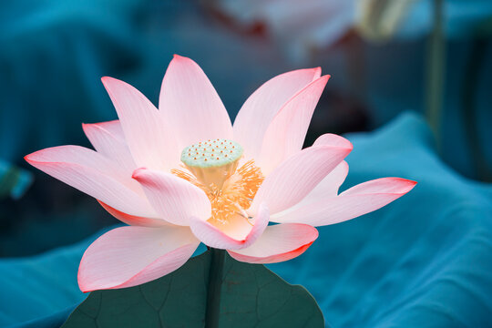 lotus or water lily is in closeup in lotus pond
