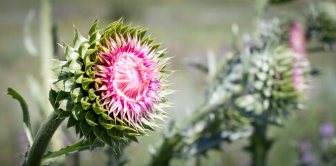 Herbaceous Plants, Milk Thistle. Shallow Depth Of Field. Macro.