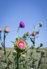 Herbaceous Plants, Milk Thistle. Shallow Depth Of Field. Macro.