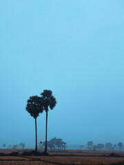 Landscape of two palm trees in the  field.