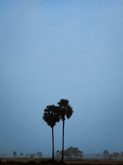 silhouette of two palm trees
