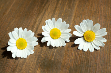 Obraz premium Three chamomile flowers on a brown wooden background close-up