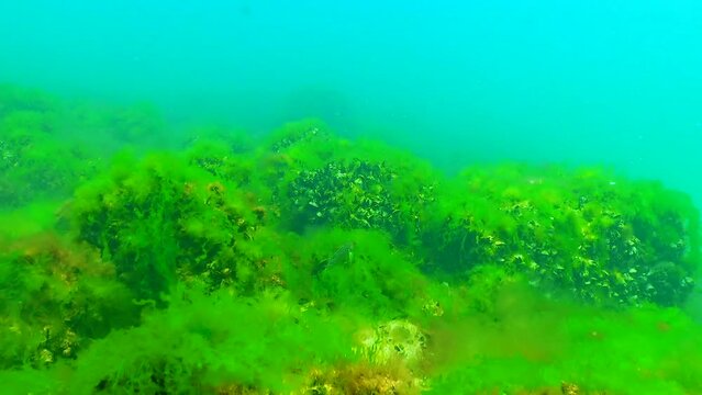 Black Sea green and red algae (Enteromorpha, Ulva, Ceramium, Polisiphonia, Cladophora) in the Black Sea