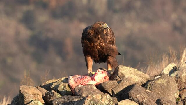 Eastern Rhodopes rock with eagle. Flying bird of prey golden eagle with large wingspan, photo with cow during winter, stone mountain, Rhodope Mountains, Bulgaria wildlife. Cow carcass.