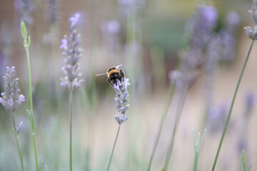 Bumble Bee in Lavender Field