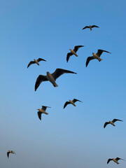 Sea birds in the sky