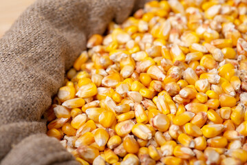 Beautiful harvested yellow corn in linen bag. Dried corn grain