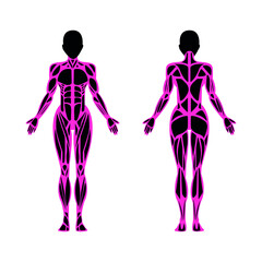 Anatomy of the male and female bodies. X-ray of a person. Colorful flat illustration.