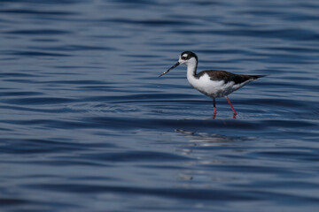 Black-necked stilt
