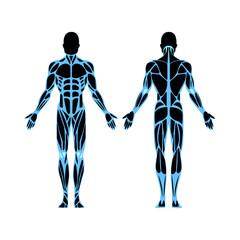 Anatomy of the male and female bodies. X-ray of a person. Colorful flat illustration.