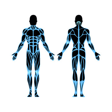 Male And Female Body Outline Images – Browse 71,292 Stock Photos ...