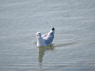 seagull swimming on the water