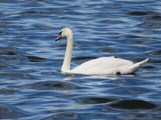 swan swimming on the water