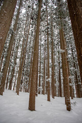 垂直に伸びる冬の杉林