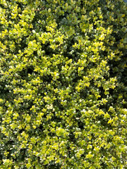 柘植の生垣のクローズアップ