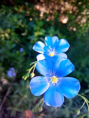 blue and white flowers